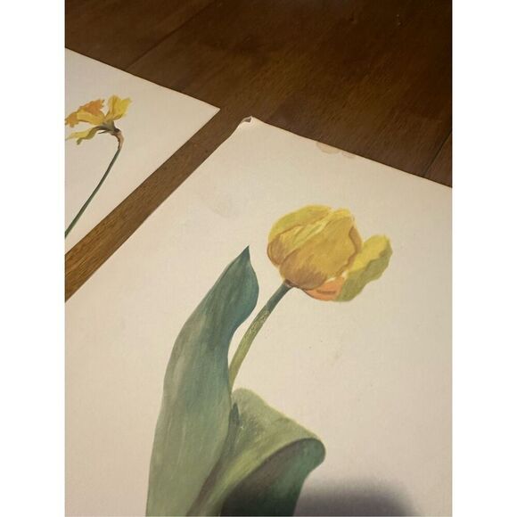 Flowers Drawn by Arlette Davids Text by Princess Bibesco prints Yellow 10x14” - Picture 5 of 9